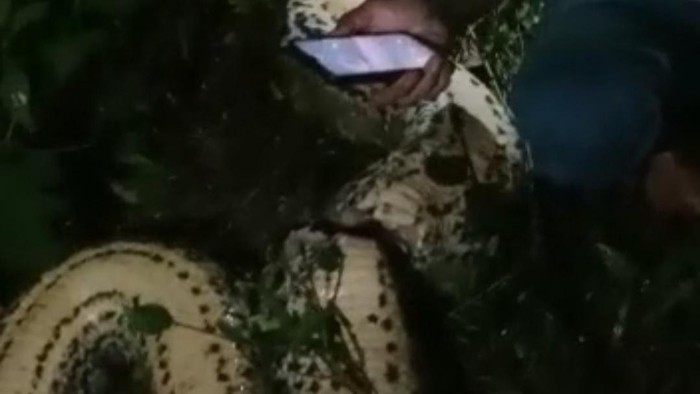 Kakek bernama Rasmin (63) di Konawe Selatan (Konsel), Sulawesi Tenggara (Sultra) ditemukan tewas di kebunnya dengan kondisi mengenaskan.