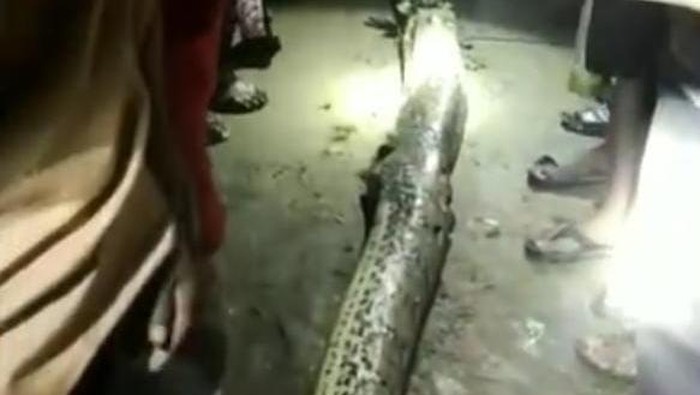 Kakek bernama Rasmin (63) di Konawe Selatan (Konsel), Sulawesi Tenggara (Sultra) tewas mengenaskan usai dililit ular piton 7 meter di kebunnya.