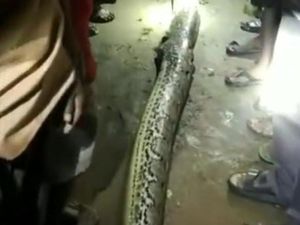 Ngeri, Kakek di Konawe Tewas Dililit Ular Piton 7 Meter