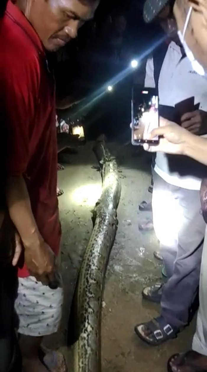 Ular piton sepanjang 7 meter di Konawe Selatan (Konsel), Sulawesi Tenggara (Sultra) dibunuh warga karena memangsa kakek bernama Rasmin (63) hingga tewas.
