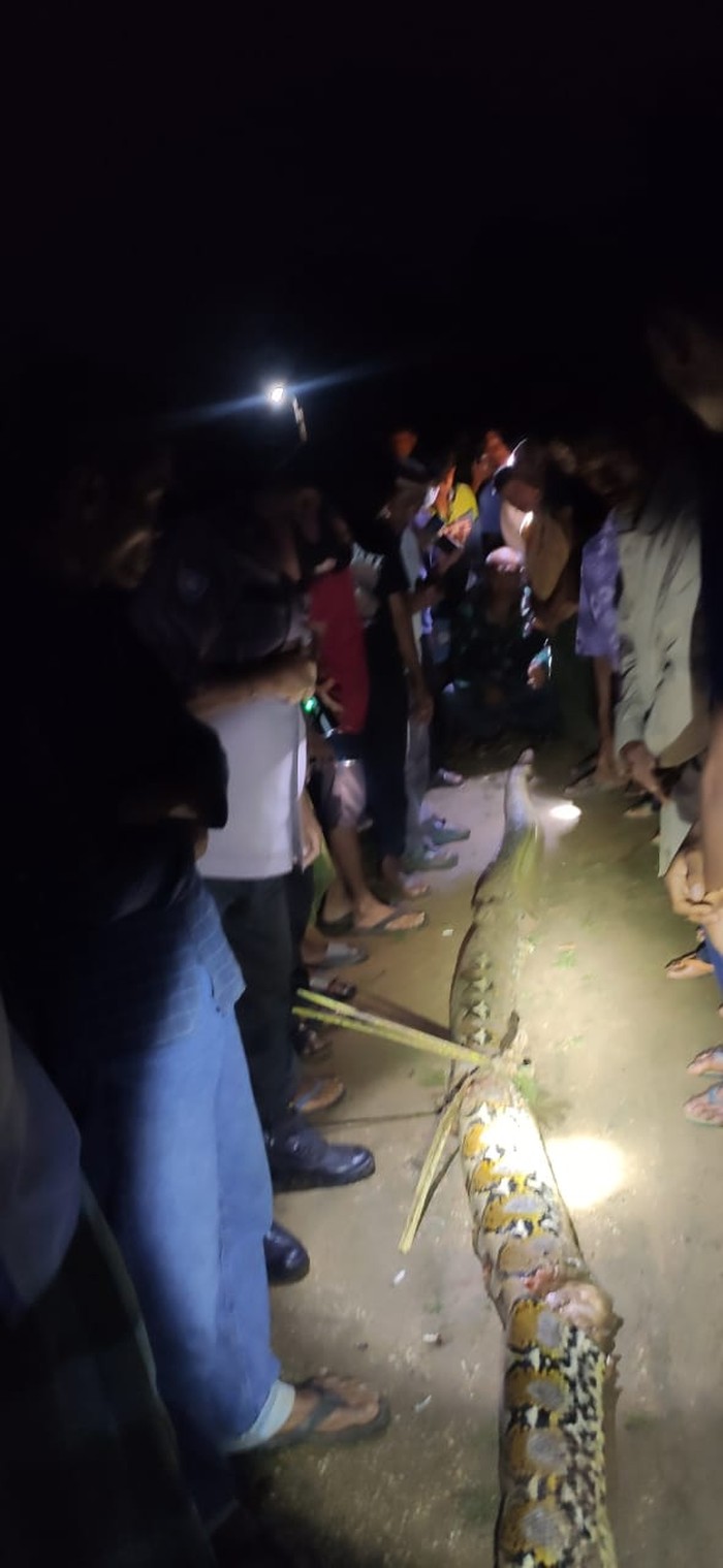 Kakek bernama Rasmin (63) di Konawe Selatan (Konsel), Sulawesi Tenggara (Sultra) tewas dililit ular piton sepanjang 7 meter.