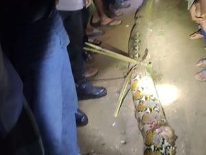 Piton Raksasa Mangsa Rasmin, Tubuh Korban Dililit-Kepala Ditelan