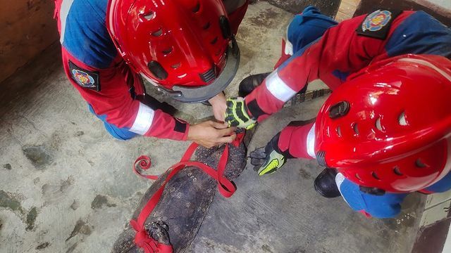Petugas Damkar DKI Jakarta mengevakuasi sejumlah reptil yang bikin waswas. Sejak dini hari tadi, damkar sudah mengevakuasi ular sanca dan biawak besar. (IG @humasjakfire)