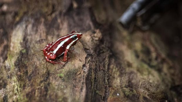 Phantasmal poison frog (Epipedobates tricolor)