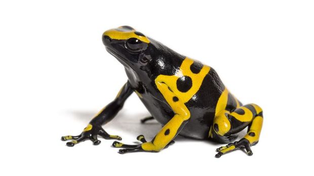 Yellow-banded poison dart frog (Dendrobates leucomelas).