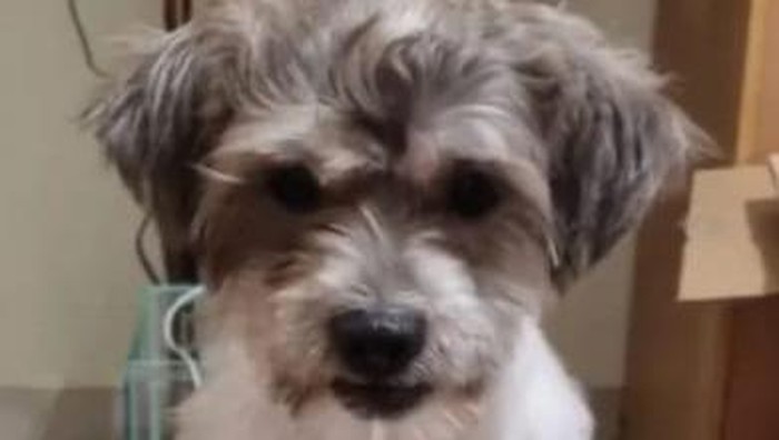 Anjing Shih Tzu-Schnauzer milik warga Tambora, Jakbar, hilang dicuri.
