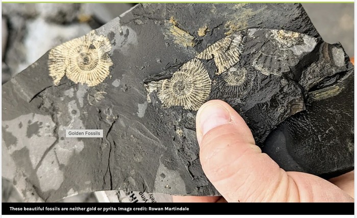 Fosil berwarna emas di Posidonia Shale, Jerman