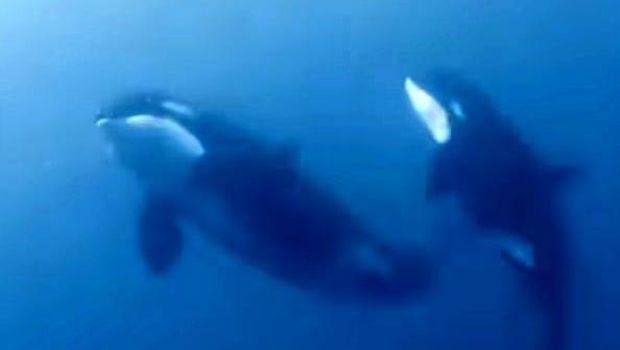 Penampakan paus orcha di Laut Bolsel Sulut. Dokumen Istimewa