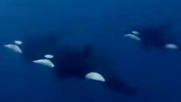 Penampakan paus orcha di Laut Bolsel Sulut. Dokumen Istimewa