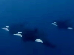 Fenomena Langka, Penyelam Bertemu Kawanan Paus Orca di Laut Bolsel Sulut