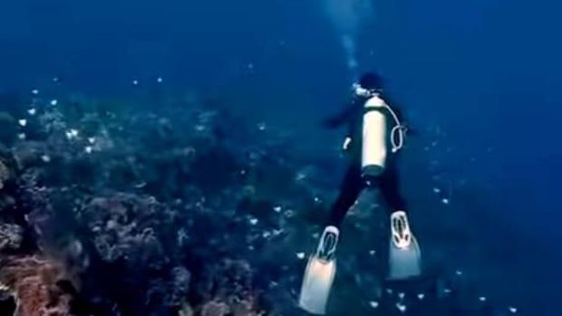 Penyelam bertemu kawanan paus orca di Laut Bolsel. Dokumen Istimewa
