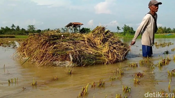 Petani yang mengambil padi karena terendam luapan air Sungai Citanduy