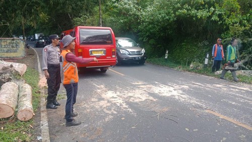 Pohon tumbang di Desa Pancasari, Sukasada, pada Sabtu (6/5/2023). Pohon tumbang melintang di jalan sehingga mengakibatkan arus lalu lintas tersendat.