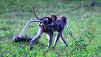 Data Uni Internasional untuk Konservasi Alam (IUCN) menunjukan selama 42 tahun terahir populasi monyet ekor panjang di seluruh dunia menurun hingga 40 persen dan memasukkan dalam status terancam punah (endangered) per 7 Maret 2022.