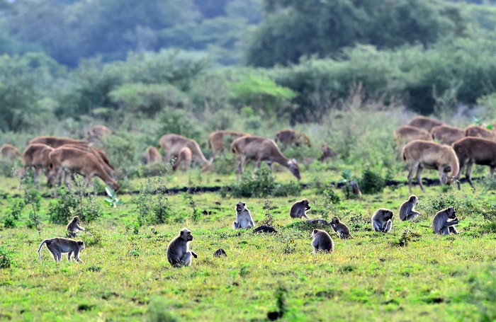 Monyet ekor panjang (Macaca fascicularis) berada di Taman Nasional Baluran, Situbondo, Jawa Timur, Jumat (5/5/2023). Data Uni Internasional untuk Konservasi Alam (IUCN) menunjukan selama 42 tahun terahir populasi monyet ekor panjang di seluruh dunia menurun hingga 40 persen dan memasukkan dalam status terancam punah (endangered) per 7 Maret 2022, sedangkan menurut  pengamat satwa populasi monyet ekor panjang di TN Baluran cenderung meningkat. ANTARA FOTO/Budi Candra Setya/aww.