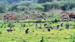 Populasi Menurun, Monyet Ekor Panjang Terancam Punah