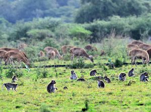 7 Taman Nasional di Indonesia, Ada yang Mirip Sabana Afrika
