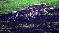 Monyet ekor panjang (macaca fascicularis) berada di Taman Nasional Baluran, Situbondo, Jawa Timur.