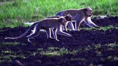 Populasi Menurun, Monyet Ekor Panjang Terancam Punah