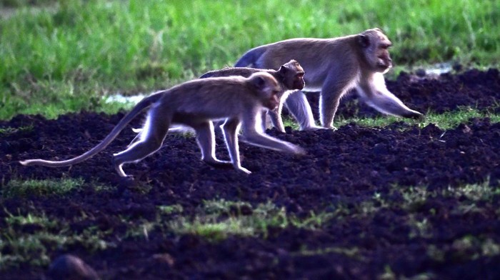 Monyet ekor panjang (Macaca fascicularis) berada di Taman Nasional Baluran, Situbondo, Jawa Timur, Jumat (5/5/2023). Data Uni Internasional untuk Konservasi Alam (IUCN) menunjukan selama 42 tahun terahir populasi monyet ekor panjang di seluruh dunia menurun hingga 40 persen dan memasukkan dalam status terancam punah (endangered) per 7 Maret 2022, sedangkan menurut  pengamat satwa populasi monyet ekor panjang di TN Baluran cenderung meningkat. ANTARA FOTO/Budi Candra Setya/aww.