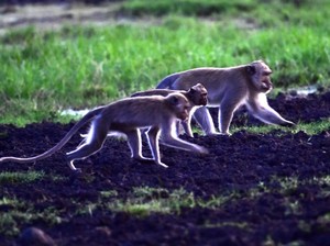 Melestarikan Primata Penjaga Pulau Jawa