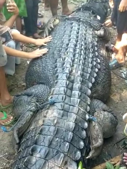 Warga ramai-ramai menyaksikan biaya muara yang ditangkap tim gabungan di Sungai Bangket Parak menuju Pantai Desa Persiapan Awang, Minggu (7/5/2023).