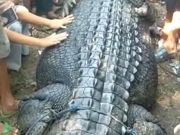 Warga ramai-ramai menyaksikan biaya muara yang ditangkap tim gabungan di Sungai Bangket Parak menuju Pantai Desa Persiapan Awang, Minggu (7/5/2023).