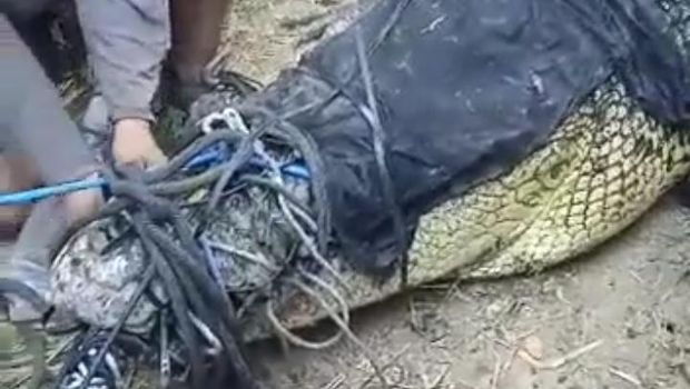 Buaya muara yang ditangkap di Pantai Awang, Lombok Tengah, Sabtu (6/5/2023).