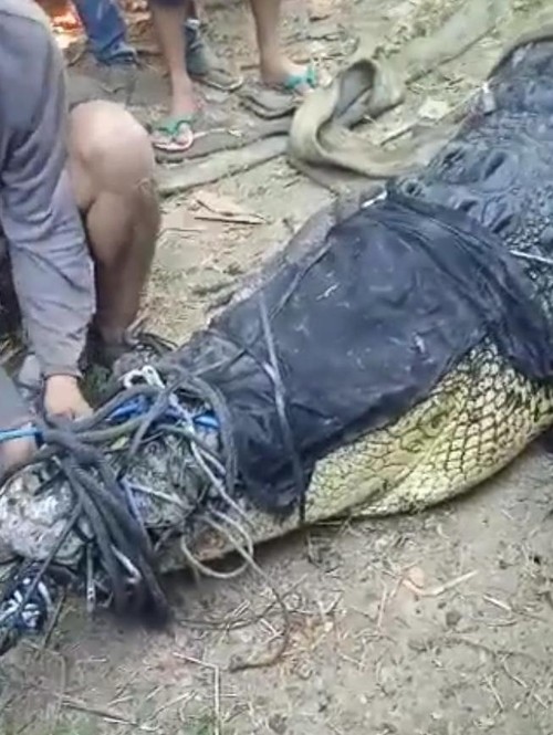 Buaya muara yang ditangkap di Pantai Awang, Lombok Tengah, Sabtu (6/5/2023).