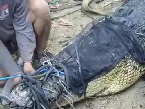 Buaya muara yang ditangkap di Pantai Awang, Lombok Tengah, Sabtu (6/5/2023).