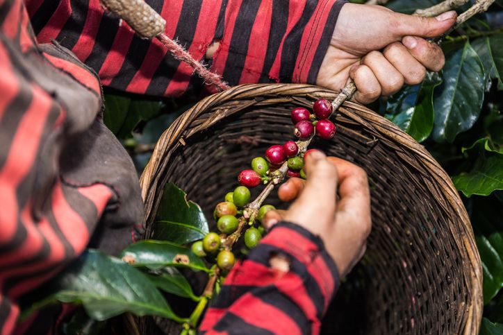 5 Fakta Kopi Flores Bajawa, Ditanam Belanda hingga Disajikan di KTT G20