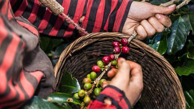 5 Fakta Kopi Flores Bajawa, Ditanam Belanda hingga Disajikan di KTT G20