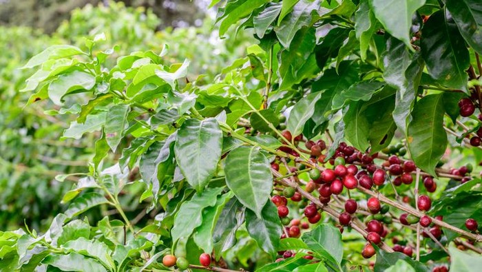 5 Fakta Kopi Flores Bajawa, Ditanam Belanda hingga Disajikan di KTT G20