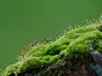 Cara Hilangkan Jamur dan Lumut Membandel Pada Kaca