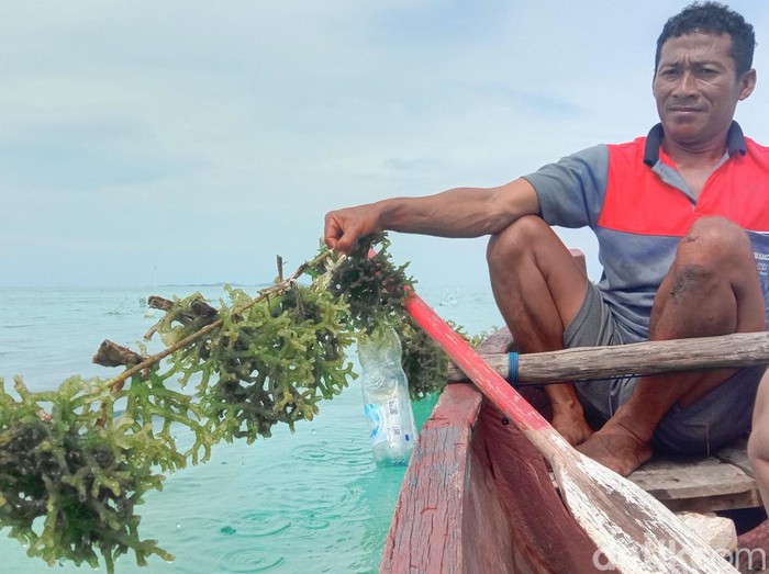 Petani rumput laut di perairan Karimunjawa, Kabupaten Jepara, menunjukkan hasil budi dayanya yang diduga tercemar limbah, Minggu (7/5/2023).