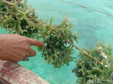 Petani rumput laut di perairan Karimunjawa, Kabupaten Jepara, menunjukkan hasil budi dayanya yang diduga tercemar limbah, Minggu (7/5/2023).