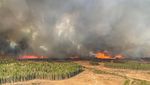 Potret Kebakaran Hutan di Kanada yang Bikin 24.000 Warga Mengungsi