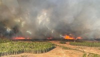 Provinsi Alberta di Kanada mengumumkan keadaan darurat setelah puluhan ribu warganya terpaksa mengungsi akibat kebakaran hutan yang belum pernah terjadi sebelumnya.