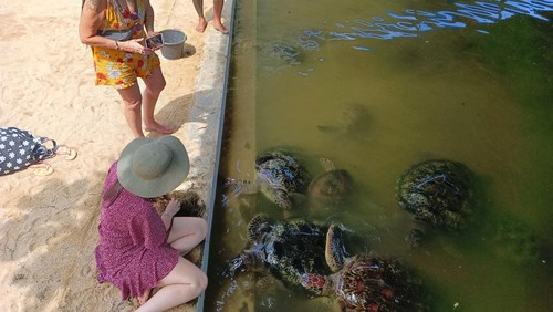 Sejumlah turis nampak memadati destinasi wisata pulau penyu yang kini mulai menggeliat pasca pandemi, Minggu (7/5/2023). (Triwidiyanti/detikBali)