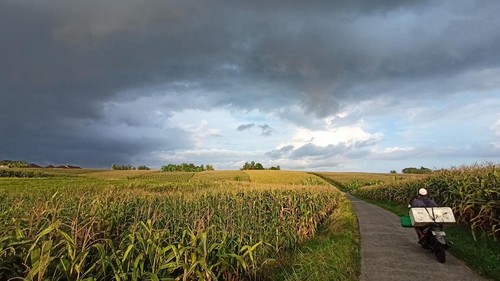 Area persawahan di Desa Tegalmengkeb, Kecamatan Selemadeg Timur, yang ditanami jagung pada musim kemarau 2022 lalu. (Chairul Amri Simabur/detikBali)