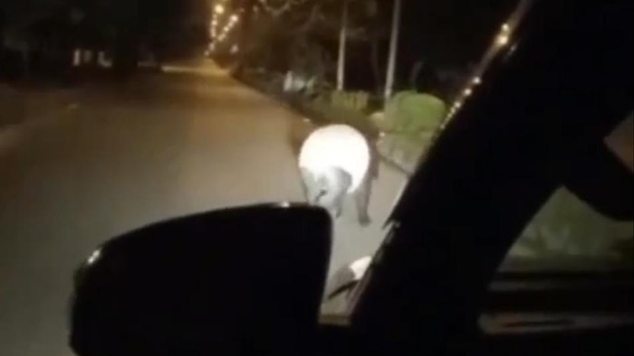 Viral tapir masuk ke komplek Kantor Bupati Pelalawan, Riau. (Foto Istimewa)