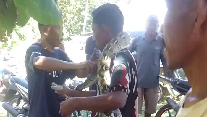 Warga di Bone Bolango, Gorontalo menangkap ular piton sepanjang 4 meter.