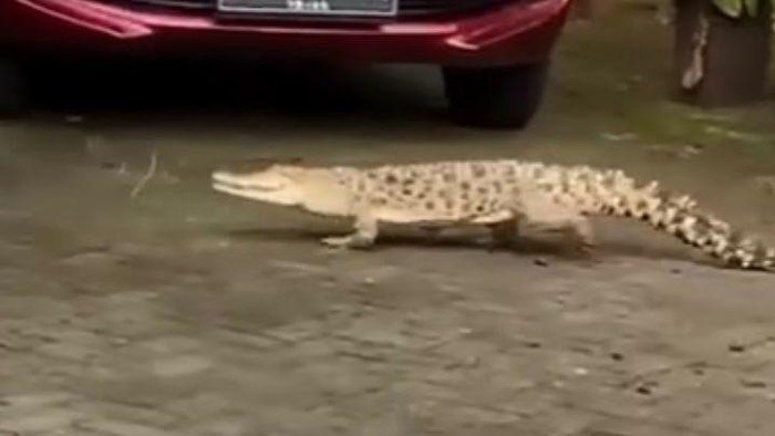 Buaya masuk kawasan SPM Angkasa Lanud Sultan Hasanuddin Maros.