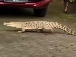 Buaya 2 Meter Nyelonong Masuk Sekolah di Sulsel Malah Jadi Tontonan Siswa