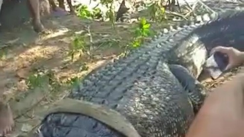 Penampakan buaya muara yang ditangkap BKSDA, BRR dan Warga Desa Awang, Sabtu (6/5/2023) kemarin. Foto: istimewa