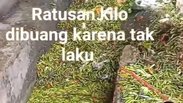 Cabai Rawit