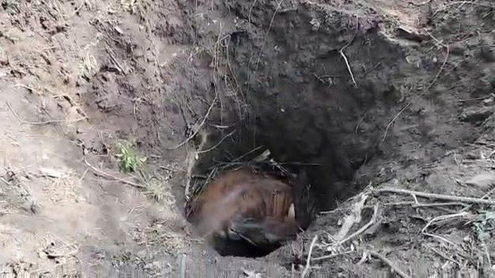 evakuasi sapi terperosok sumur tua di mojokerto