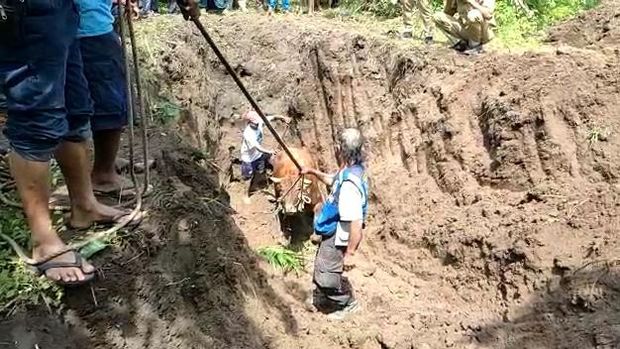 evakuasi sapi terperosok sumur tua di mojokerto