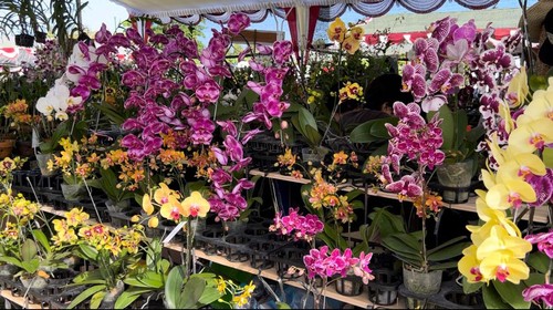 Festival Anggrek Internasional di Renon, Denpasar diramaikan 80 stan dari berbagai daerah, Minggu (7/5/2023).