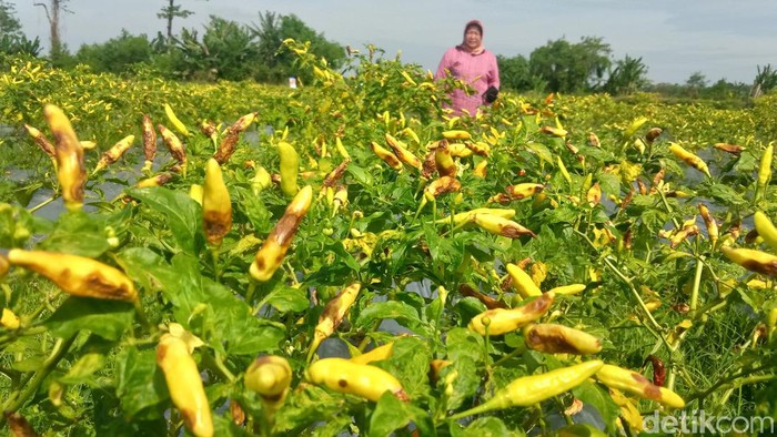 Lahan cabai di Desa Demak Ijo, Kecamatan Karangnongko diserang patek.